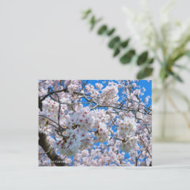 Yoshino Cherry Vykort