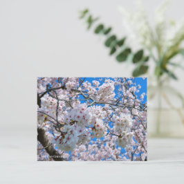 Yoshino Cherry Vykort