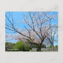 Yoshino Cherry Vykort