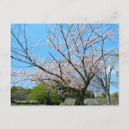 Yoshino Cherry Vykort