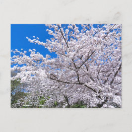 Yoshino Cherry Vykort