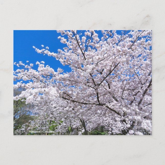 Yoshino Cherry Vykort (Framsida)