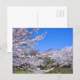 Yoshino Cherry Vykort