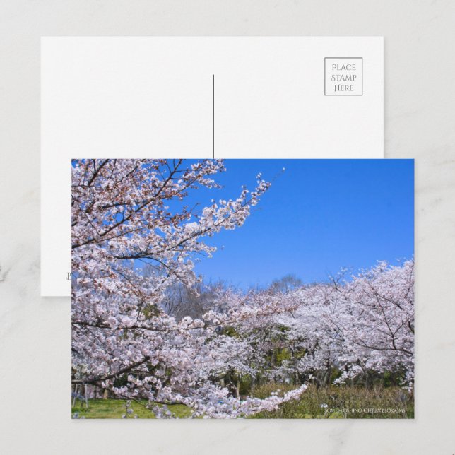 Yoshino Cherry Vykort (Fram/baksida)