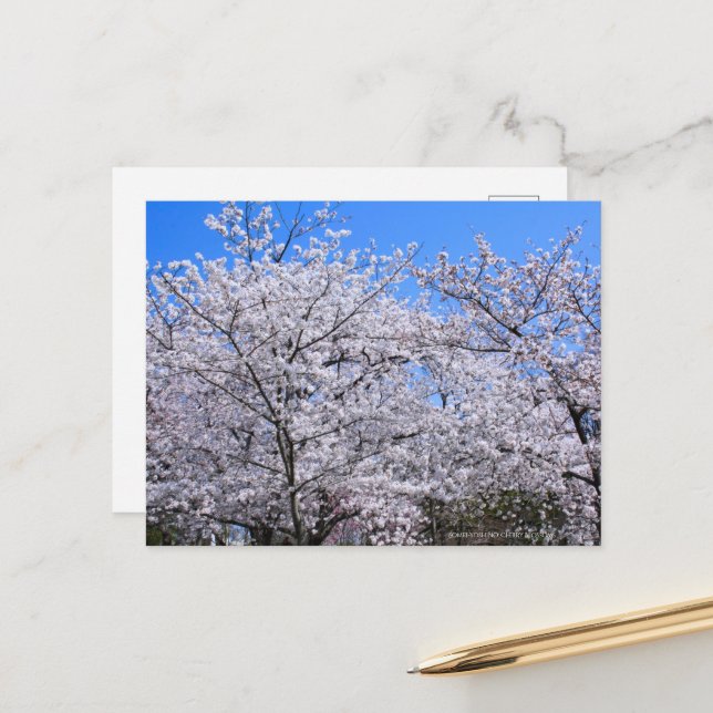 Yoshino Cherry Vykort (Fram/Back In Situ)