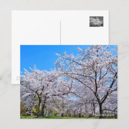 Yoshino Cherry Vykort