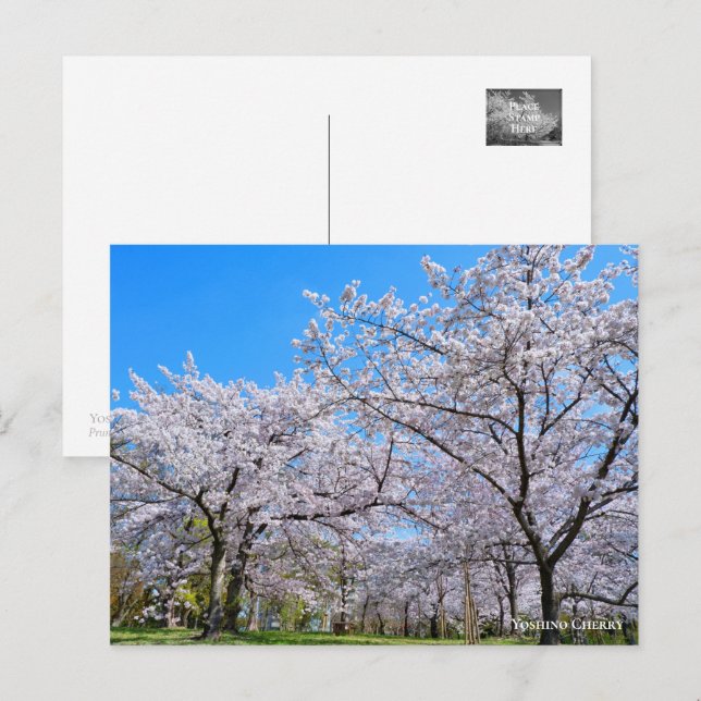 Yoshino Cherry Vykort (Fram/baksida)