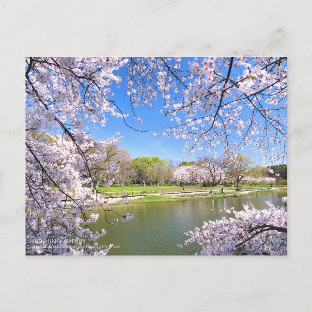 Yoshino Cherry:vykort Vykort (Framsida)