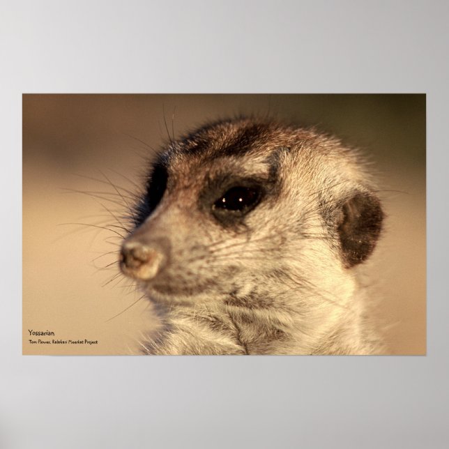 Yossarian Poster - Royal Whiskers Collection (Framsidan)