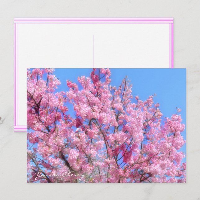 Youkou Cherry: Flat Card (Fram/baksida)