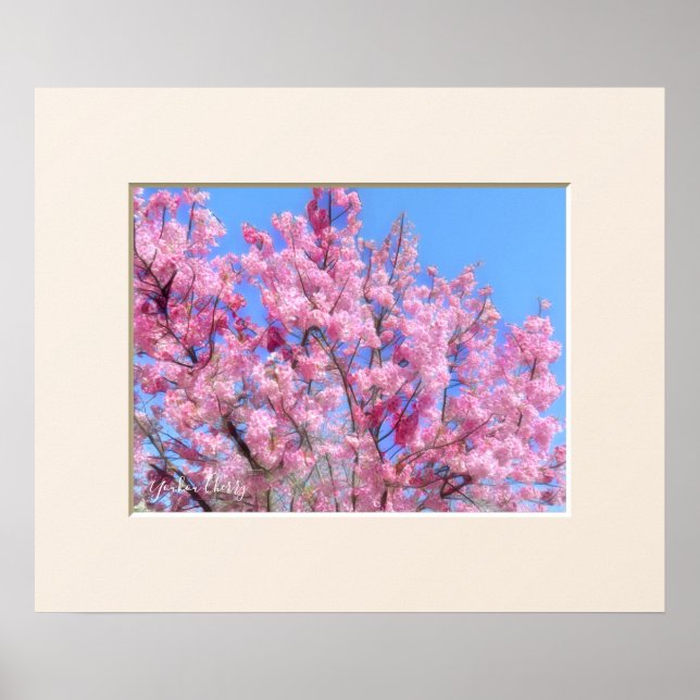 Youkou Cherry Poster (Framsidan)