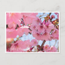 Youkou Cherry