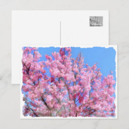 Youkou Cherry Vykort