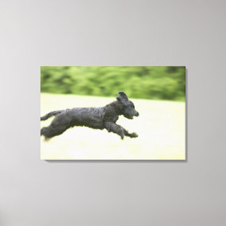 Young (5 månader) Black Briard (Berger de Brie) Canvastryck