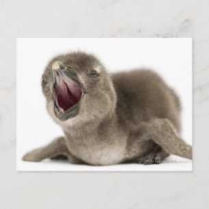 Young African Penguin - Spheniscus demersus. Vykort