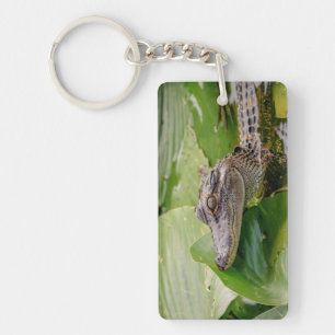Young Alligator