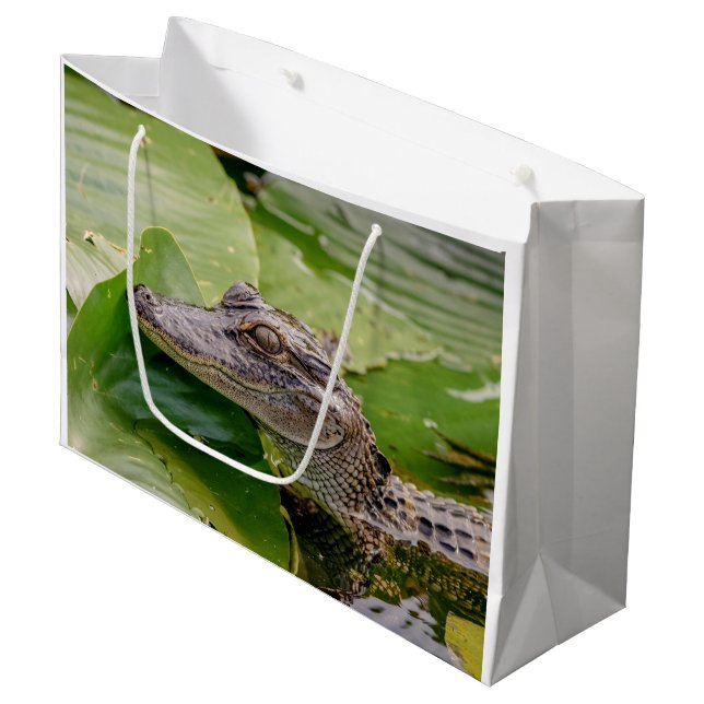 Young Alligator (Framsidan Vinklad)