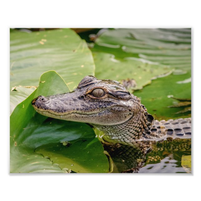 Young Alligator Fototryck (Framsidan)