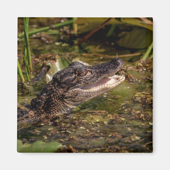 Young Alligator Magnet (Framsidan)