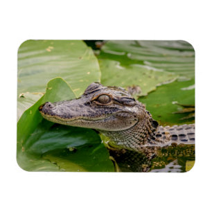 Young Alligator Magnet