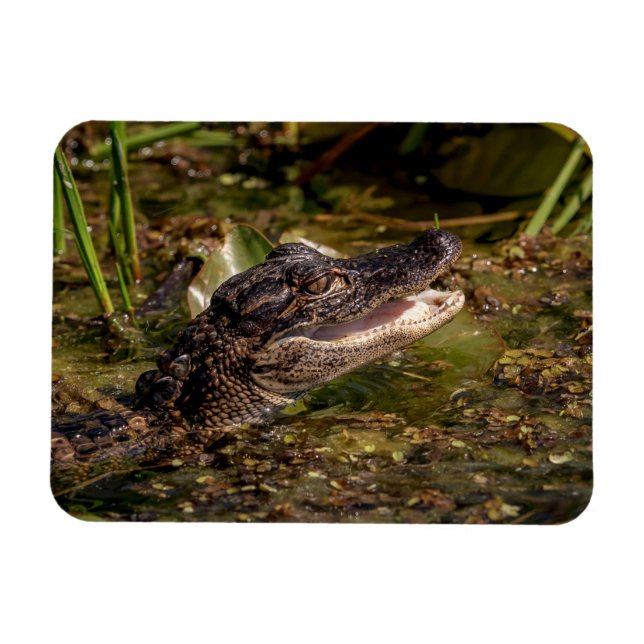 Young Alligator Magnet (Horisontell)