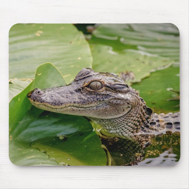 Young Alligator Musmatta (Framsidan)