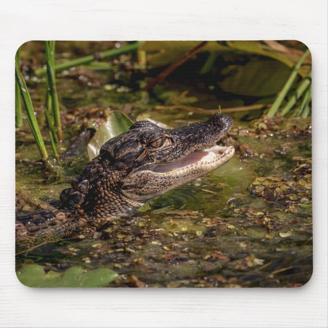 Young Alligator Musmatta (Framsidan)
