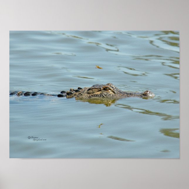 Young Alligator Poster (Framsidan)