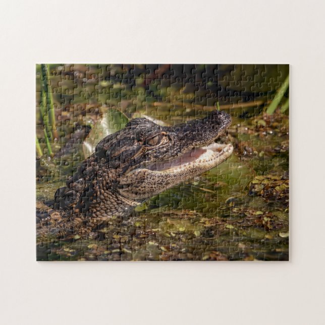 Young Alligator Pussel (Horisontell)