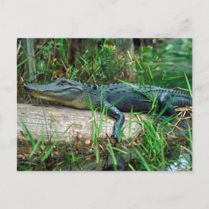 Young Alligator Vykort