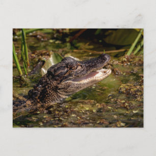 Young Alligator Vykort