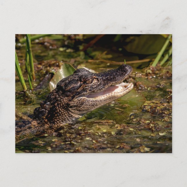 Young Alligator Vykort (Framsida)