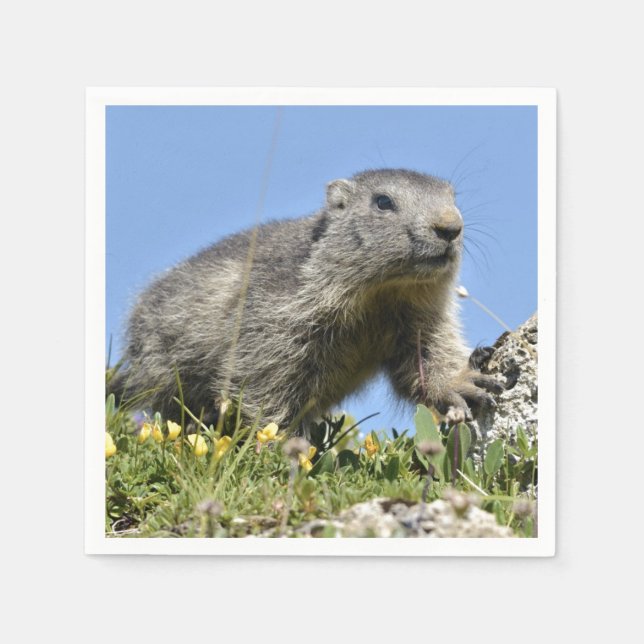 Young Alpine marmot Pappersservett (Framsidan)
