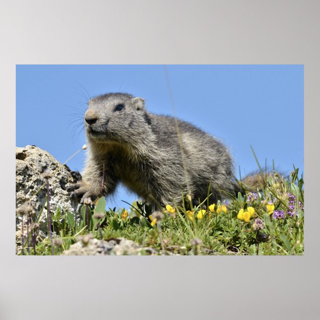Young Alpine marmot Poster (Framsidan)