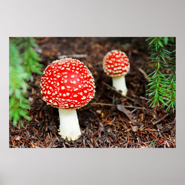 Young Amanita muscaria Poster (Framsidan)