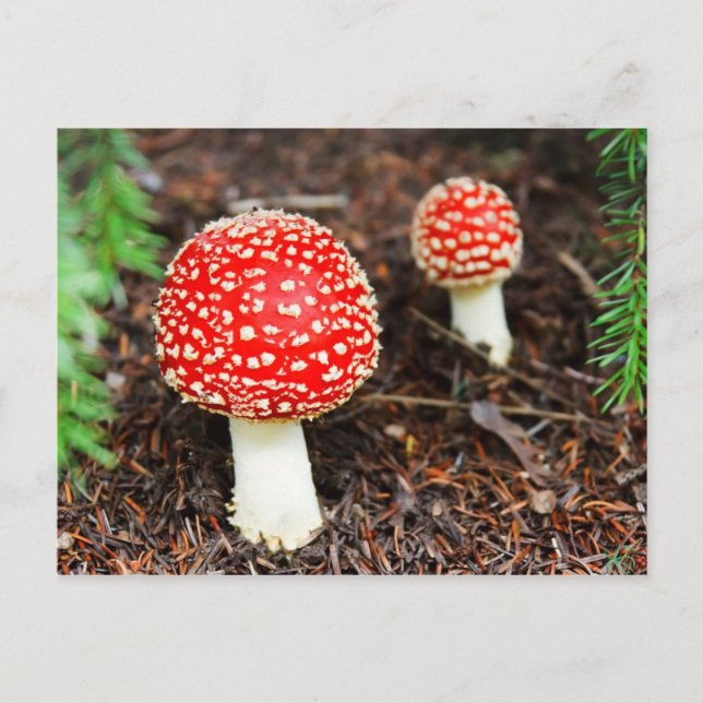 Young Amanita muscaria Vykort (Framsida)