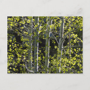 Young Aspen Träd Vykort