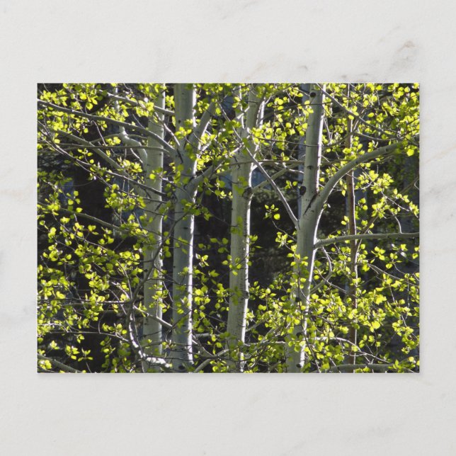 Young Aspen Träd Vykort (Framsida)