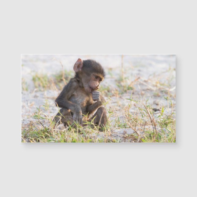 Young Baboon (Framsida)