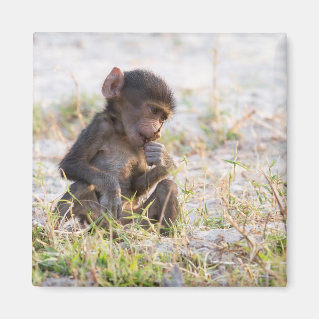 Young Baboon Magnet (Framsidan)