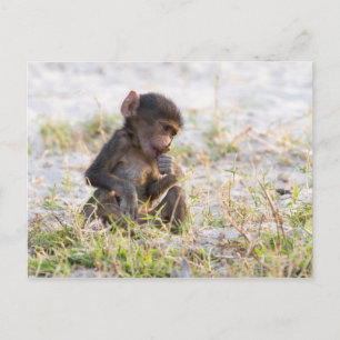 Young Baboon Vykort