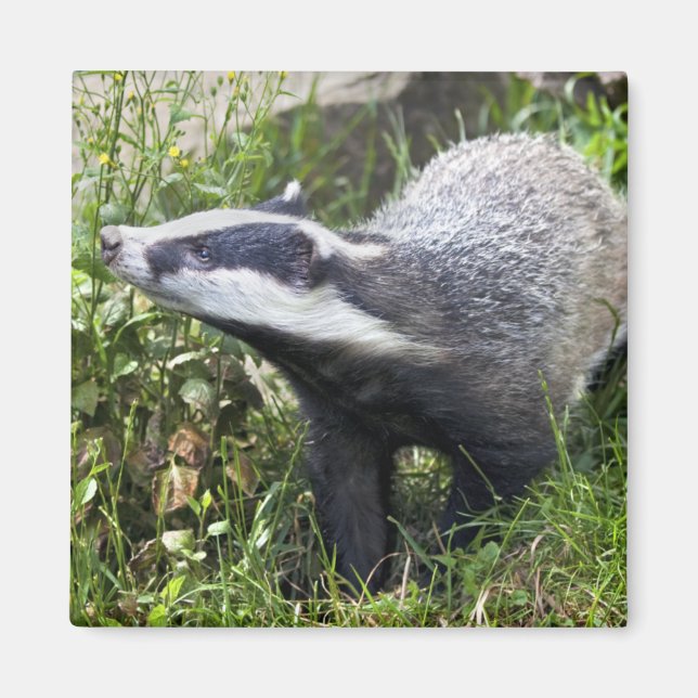 Young Badger Magnet (Framsidan)