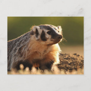 Young badger vykort