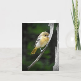 Young Baltimore Oriole blank inuti Kort