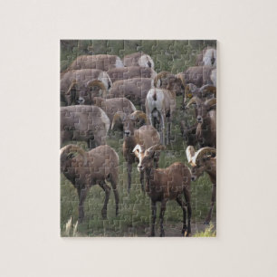 Young Bighorn Sheep Pussel
