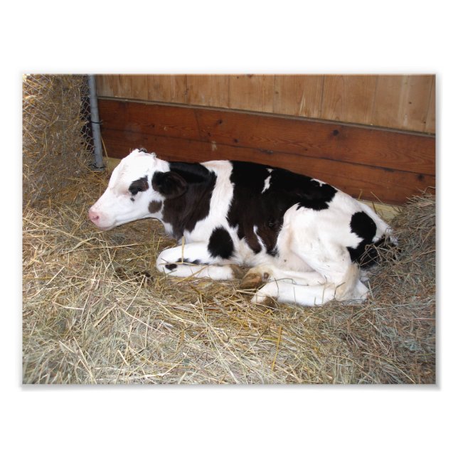 Young Black and White Cow Lay Down Fototryck (Framsidan)