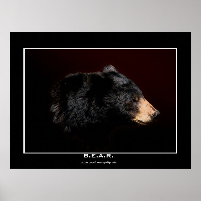 Young Black Bear Art Study Poster (Framsidan)