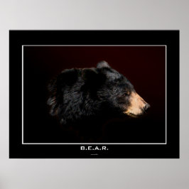 Young Black Bear Art Study Poster