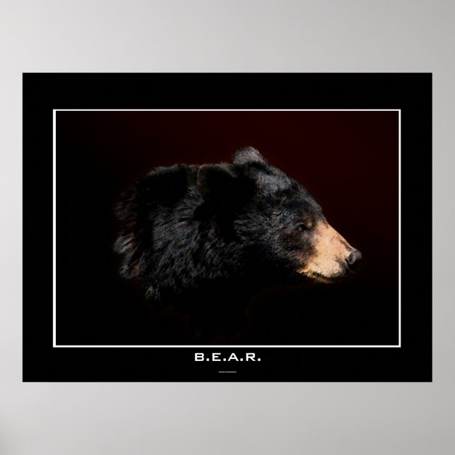 Young Black Bear Art Study Poster (Framsidan)