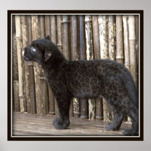 Young Black Leopard Poster